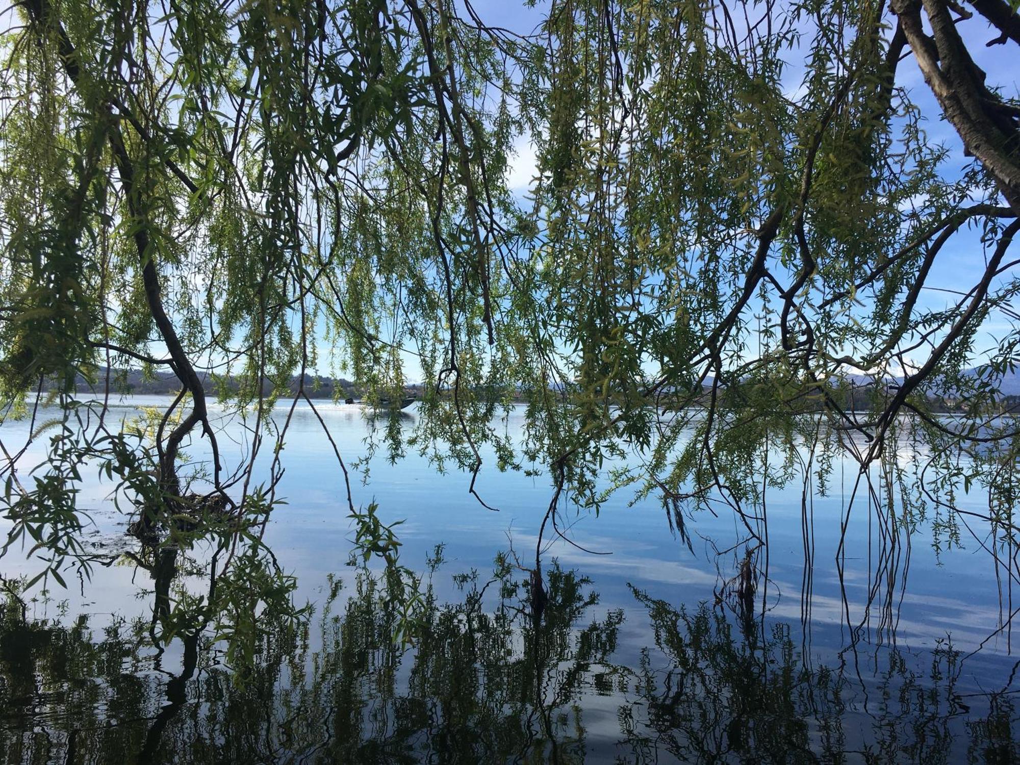 Appartamento Miralago Con Giardino Sul Lago Gavirate Eksteriør billede